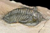 Pseudocryphaeus (Cryphina) Trilobite - Lghaft, morocco #165934-2